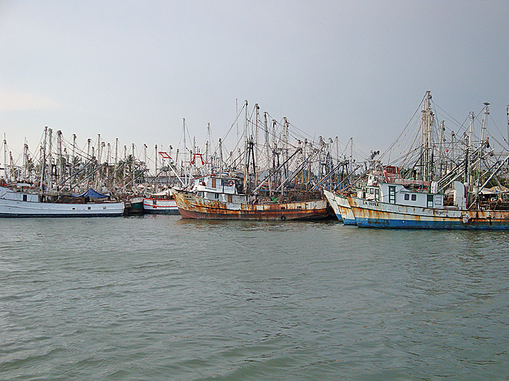 shrimp1
