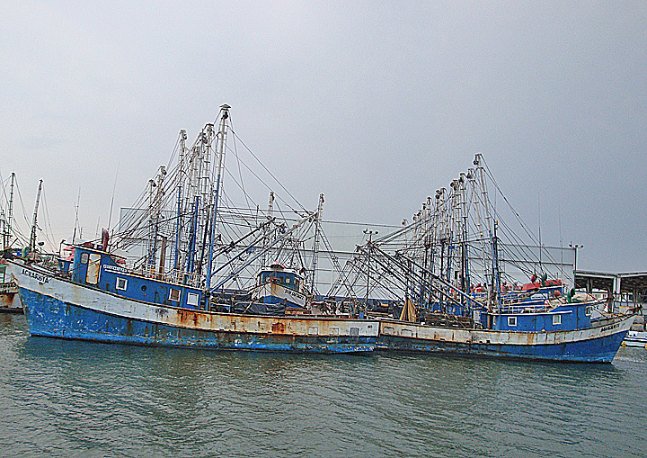 shrimp2
