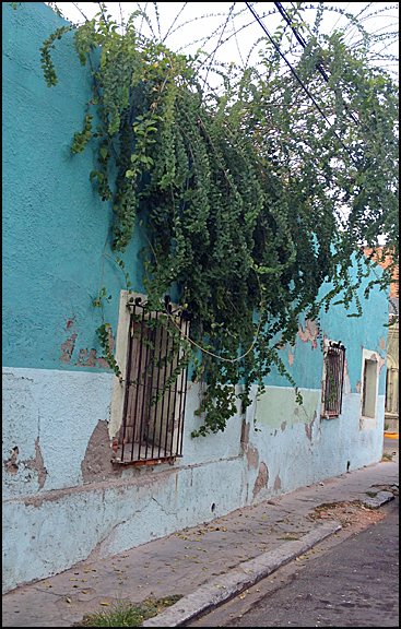 Mazatlan Ruin with plant
