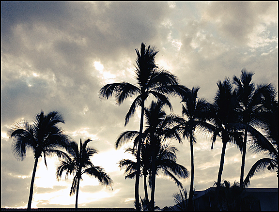 Mazatlan Palm Trees