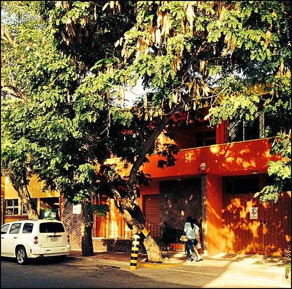 Mazatlan Tree Support
