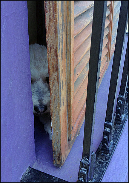 Coco watching for me