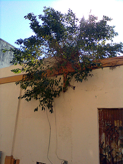 tree of heaven