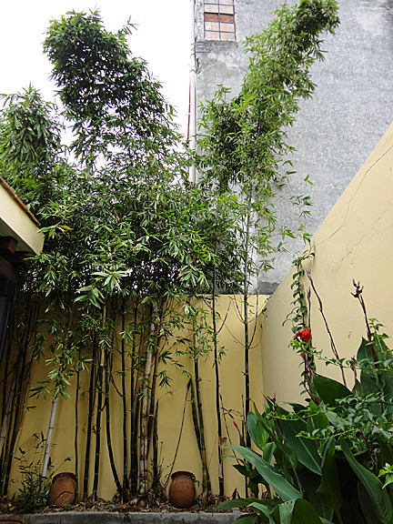 Mazatlan bamboo