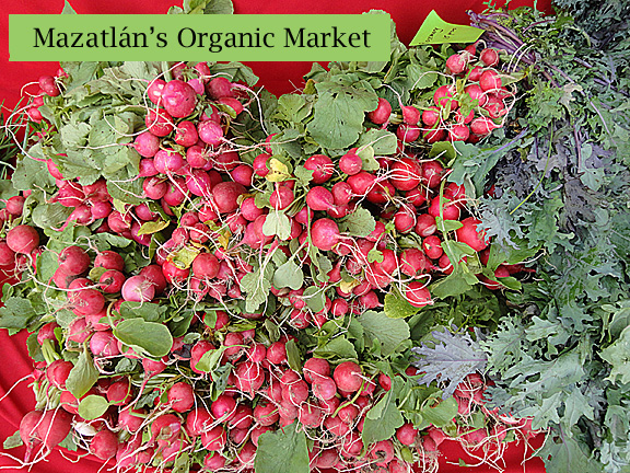 Mazatlan Organic Market Radishes