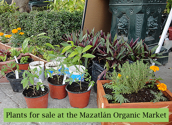 Mazatlan Organic Market Plants