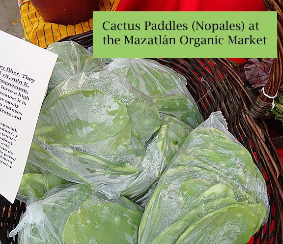 Mazatlan Organic Market Cactus