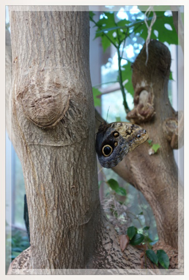 butterfly1
