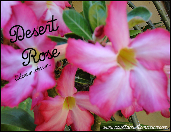 Desert Rose