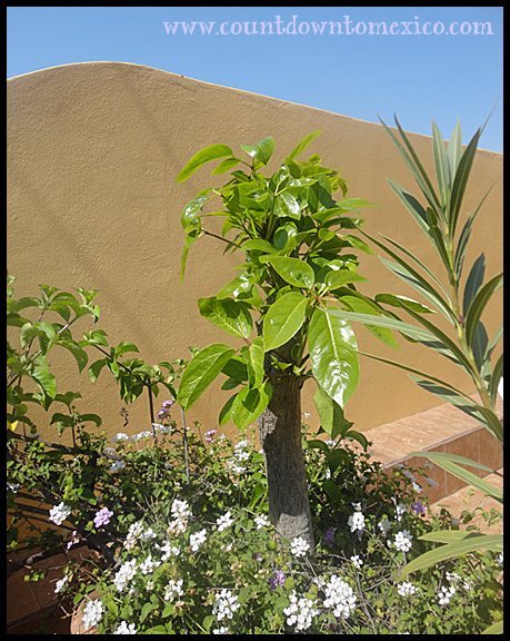 Umbrella tree in Mazatlan