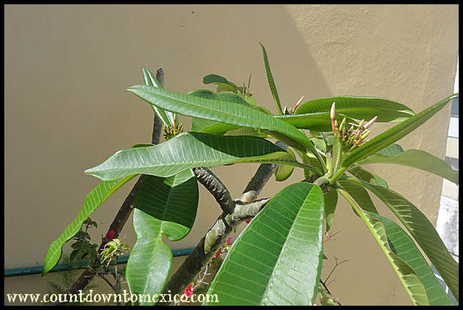 Plumeria in Mazatlan Mexico