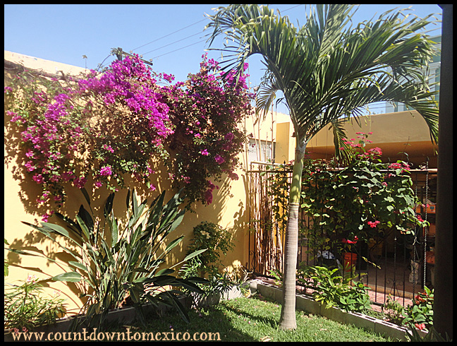 mazatlan garden