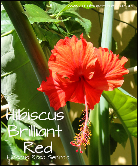 Hibiscus