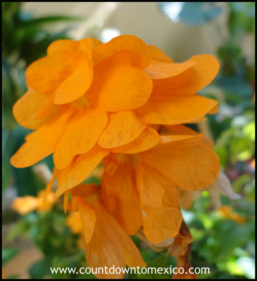 orange tropical flower