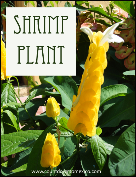 shrimp plant