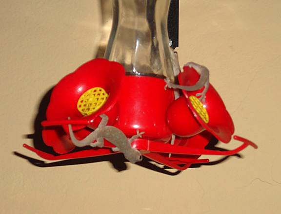 Geckos on the hummingbird feeder