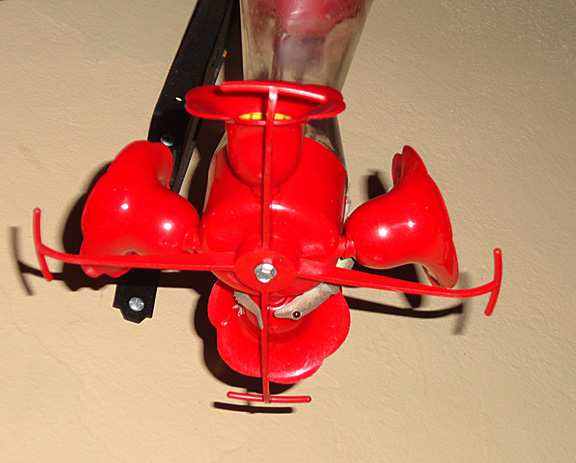 Geckos on the hummingbird feeder