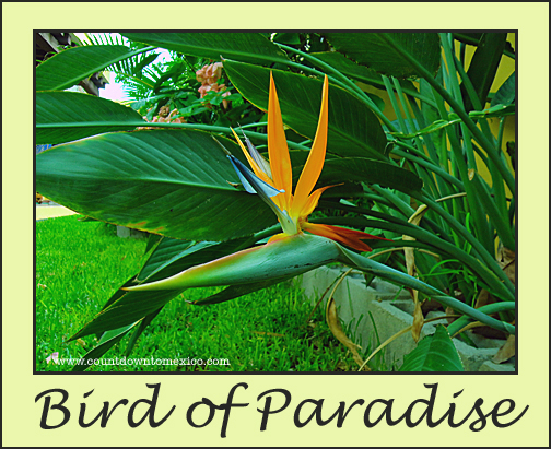 birdofparadise