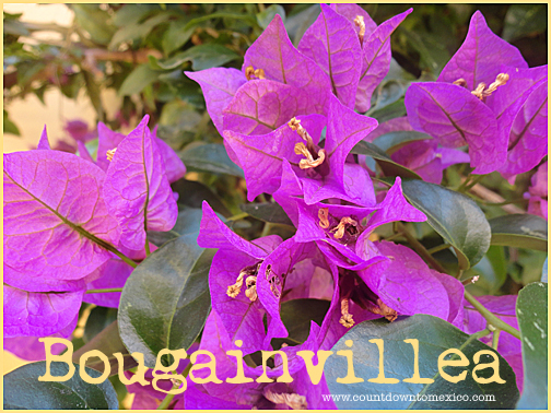 bougainvillea