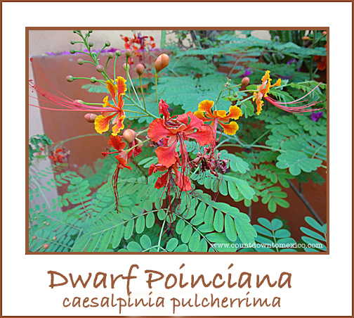 dwarfpoinciana