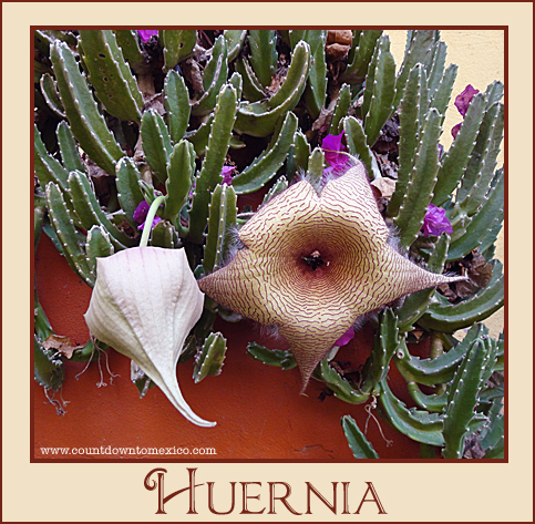 huernia